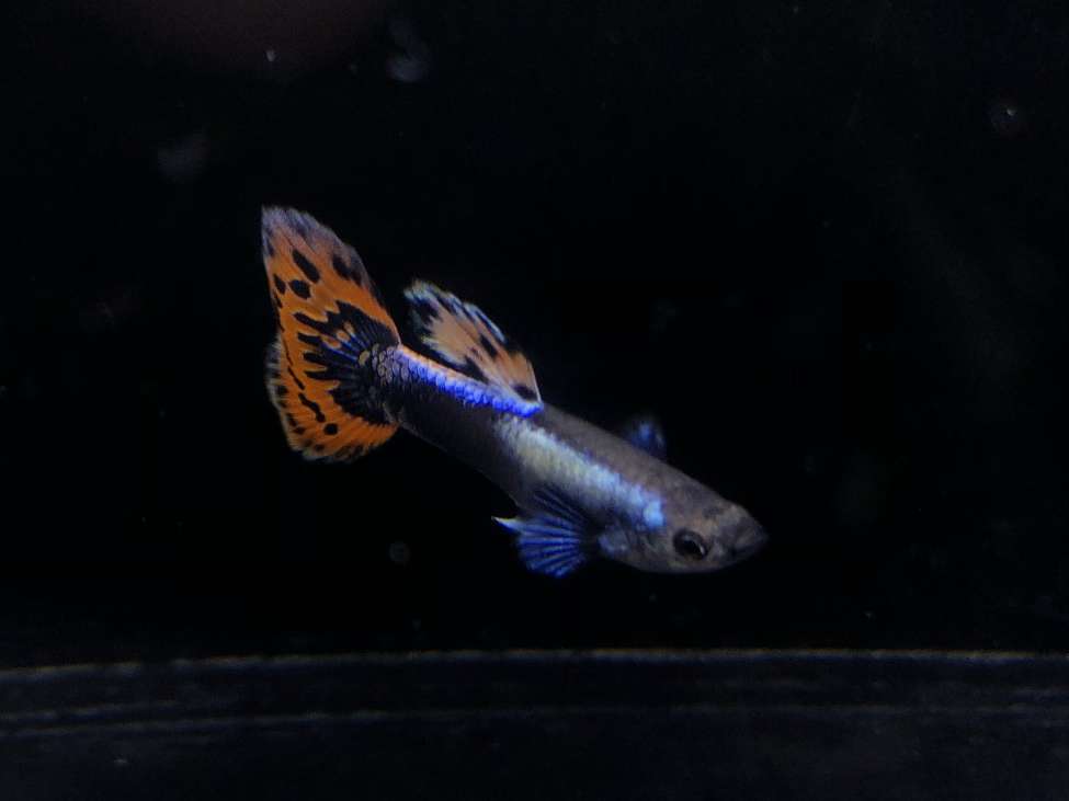 プラチナモザイクグッピー　ダンボ